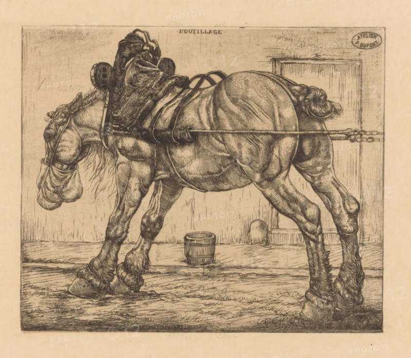 Draft horse with oat sack, L'Outillage (original series title on object), print, The horse is standing next to a sidewalk. On the sidewalk, a feed bucket., workshop stamp: 'ATELIER P. DUPONT', printmaker: Pieter Dupont, Paris, 1900, Pieter Dupont, printmaker, paper, etching, intaglio printmaking technique, height 150 mm x width 200 mm, horse, street, A detailed ink drawing of a harnessed horse seen in profile, showing its head lowered with a muzzle covering and flowing mane, a muscular body with visible contours and shading, harness straps crossing its back and attached to a horizontal pole, strong legs with textured hooves and fetlocks, a braided tail, a small bucket on the ground near the animal, and a simple background with vertical wooden planks and a framed border around the scene.