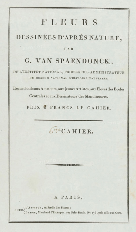 Flowers drawn from nature, 6th Cahier, wrapper, print, Cover for a series of four prints of flowers., publisher: Gerard van Spaendonck, Paris, publisher: Jacques-Louis Bance, 1799 - 1801, printmaker, paper, letterpress printing, letterpress on green paper, height 524 mm x width 345 mm, The image shows a vertical, cream-colored page with a thin double-line rectangular border near the edges and centered lines of printed large serif text in dark ink, arranged with wide spacing between sections; there is a horizontal rule and a small decorative horizontal flourish near the middle, and a looped handwritten mark in brown ink above one of the larger printed words.