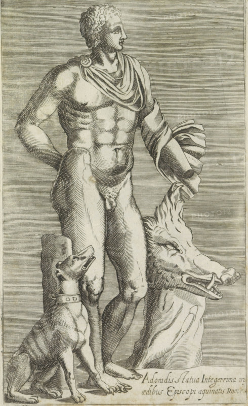 Adonidis statua integerrima in aedibus Episcopi aguinatis Romae, Sculpture of Adonis with hunting dog and head of a wild boar, Ancient sculptures in Rome, Antiquarum statuarum urbis Romae quae in publicis locis visuntur icones, print, album page, Caption in Latin. Print is part of an album., number: '14', printmaker, publisher, Rome, Italy, paper, engraving, height 225 mm x width 135 mm, This print is part of a set of 79 prints (title print) depicting ancient sculptures in Rome., piece of sculpture, reproduction of a piece of sculpture, (story of) Adonis, A detailed engraving of a standing nude male figure shown from head to feet, facing slightly to the right, with curly hair and a draped cloth over one shoulder and arm, muscular torso and defined abdomen, one hand resting on his hip and the other holding a coiled drapery that falls beside him; at his feet a seated dog with a collar looks upward, and next to the figure a large sculpted boar's head rests on the ground, all rendered with...