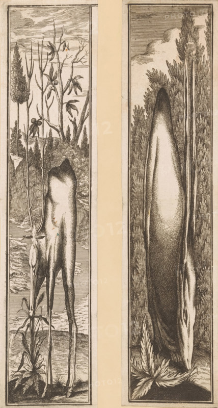 Anamorphosis of a grazing deer, Anamorphoses of various animals, print, number: '23', inscription: 'No. 151. ub', number: '869', Germany, publisher: Joseph Friedrich Leopold (possibly), Augsburg, 1678 - 1727, c. 1700, printmaker, Bavaria, paper, etching, height 324 mm, width 80 mm, This is a mirror-image copy of plate six of a six-part series with anamorphoses of various animals, published by Joseph Friedrich Leopold in Augsburg., hoofed animals: deer, anamorphosis, Two narrow vertical panels placed side by side with a pale vertical strip between them, each panel bordered by a thin dark frame. The left panel shows a tall, slender animal with long legs and a downward-tilted head standing among thin, leafed and leafless stalks and grasses; delicate branches with elongated leaves and seed pods rise above and behind the animal, and a distant textured landscape and sky fill the background. The right panel features an elongated, smooth-bodied animal positioned vertically with its head near t...