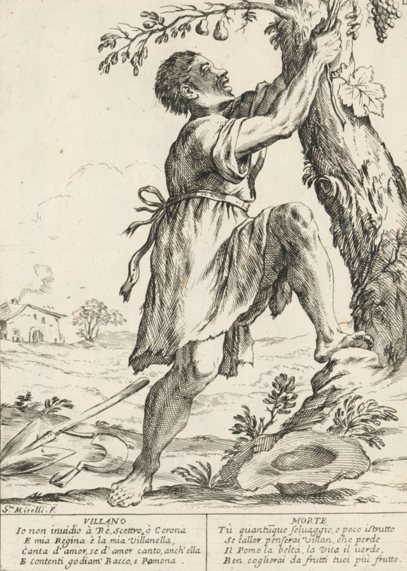 A bold man, The twenty-four hours of human happiness, Le Ventiquattr'Hore dell'humana felicità, print, Series number, 11, 24, A bold young man (Villano), a farm labourer, has laid his sickle and spade on the ground and climbs into a pear tree. With two four-line verses in Italian. Numbered top right: 11. Part of the series 'The Twenty-Four Hours of Human Happiness'., printmaker: Giuseppe Maria Mitelli, 1675, paper, etching, engraving, height 275 mm x width 200 mm, height 394 mm x width 280 mm, farmers, the 24 hours of day and night, scenes symbolizing 'Vanitas', personifications, the life of man, climbing up a tree, A pen-and-ink drawing shows a barefoot man climbing a tree trunk, one leg raised and one arm wrapped around the trunk while the other reaches upward toward a cluster of leaves and fruit; he wears a simple knee-length tunic tied at the waist with a loose sash and his hair is short and textured, his face turned upward with an open mouth and visible profile. The tree has a gna...