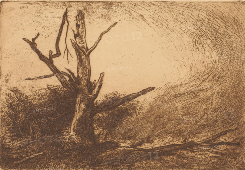Forest fire in the Forêt de Fontainebleau, print, In the foreground a bare, dead tree. In the background a cloud of smoke and figures trying to extinguish flames., edition: '5, 10', stamp: 'Printed by, the etcher', signature: 'JongraadtvanRoggen', printmaker: Johannes Mattheus Graadt van Roggen (signed by artist), 1908, printer (person), paper, etching, intaglio printmaking technique, etching with plate tone, printed in brown, height 176 mm x width 258 mm, trees (dead, withered plant), forest fire, Bos van Fontainebleau, A sepia-toned etching shows a large, gnarled tree trunk with several bare, twisting branches extending upward and outward from a dense, textured base of foliage and roots, the bark and limbs rendered with fine, dark lines and cross-hatching; to the right of the tree, swirling, curved line work fills the sky area, creating a sense of motion with layered, wave-like strokes and scattered speckles, while the lower foreground contains tangled roots and rough ground textures...
