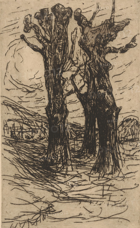 Chestnut trees (original title), print, printmaker: Floris Verster, 1890, paper, etching, intaglio printmaking technique, height 213 mm x width 129 mm, fruits: chestnut, A monochrome sketch of several tall, gnarled tree trunks with rough, textured bark and irregular, stubby branches rising toward the top of the image, standing on a ground marked by swirling, short strokes and crosshatching; the trees occupy the central foreground and cast dense vertical marks, while in the background there are low, rounded landforms and scattered linear marks suggesting distant vegetation and a sky filled with short, slanted strokes.