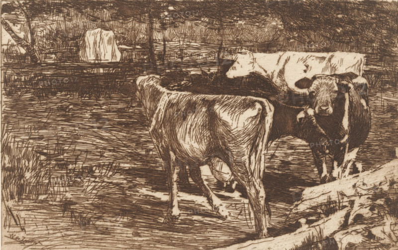 Milk bend (original title), Four cows in a meadow, print, printmaker: Willem de Zwart, c. 1885, paper, etching, drypoint, intaglio printmaking technique, etching and drypoint, with plate tone, print in brown, height 128 mm x width 200 mm, meadow, pasture, cow, A sepia-toned etching shows three cows standing in a rustic fenced pasture. The foreground cow faces away, revealing the curve of its back and hindquarters with textured lines suggesting fur. Another cow stands partially behind it, angled toward the viewer with its head turned slightly, showing facial features rendered in cross-hatched strokes. A third cow stands to the right, looking forward with visible ears and a snout, its body marked by darker patches. A wooden fence runs across the scene with overlapping rails and posts, and rough grasses and ground textures fill the space beneath and around the animals. In the background there are dense trees and foliage suggested by layered, linear marks, and an abstracted rectangular hay...