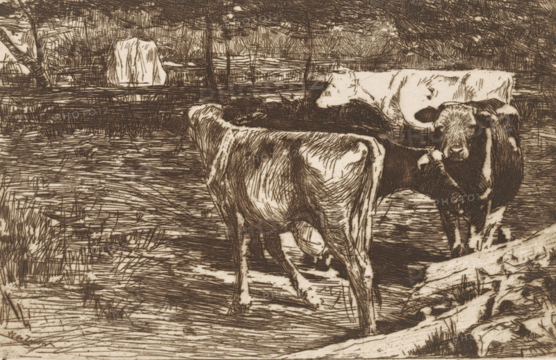 Four cows in a meadow, Melkbocht (original title), print, printmaker: Willem de Zwart, c. 1885, paper, etching, drypoint, intaglio printmaking technique, height 128 mm x width 198 mm, Print appeared, in its current state, in 1886 as part of the annual publication of the 'Portefeuille der Nederlandsche Etsclub'., meadow, pasture, cow, Two animals with spotted coats stand in a rough, straw-strewn area with grass and a fallen log, rendered in a sepia-toned, heavily hatched style; one faces away showing its hindquarters and flank while the other faces forward with its head turned slightly, showing dark patches on its face and body; the background contains a fence and a textured, wooded area with dense, crosshatched foliage and scattered ground vegetation.