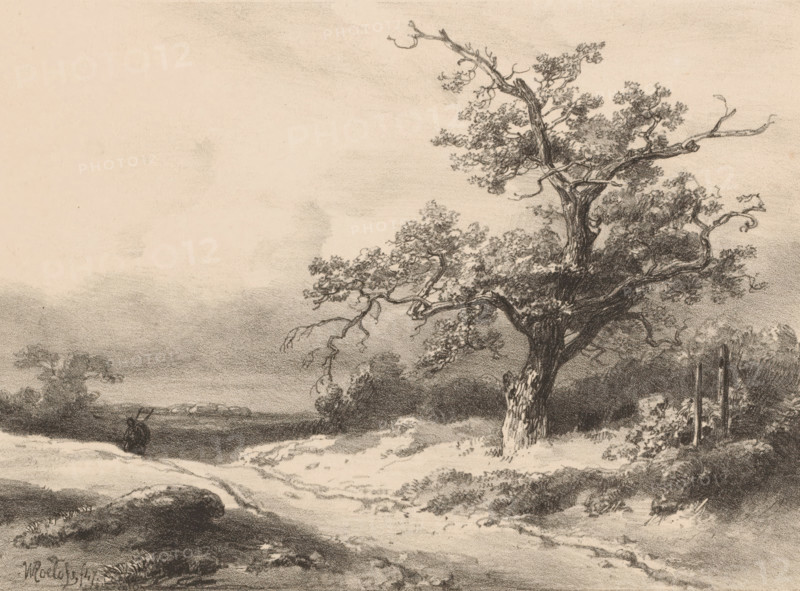Landscape, print, In a landscape with a tree on the right, a figure walks in the background on a path., printmaker: Willem Roelofs (I), printer (person): Royal Dutch Lithographic Printing House of CW Mieling, The Hague, 1847, printer (person), paper, lithography, height 238 mm x width 316 mm, landscapes (landscape with figures, staffage), A sepia-toned landscape drawing featuring a large, gnarled tree with textured bark and sprawling branches dominating the right side, its leaves rendered in dense, shaded clusters. A winding dirt path travels from the foreground toward the middle distance, bordered by low grasses and irregular ground contours. In the left middle distance a small figure stands near the edge of the path next to a low hill or mound, and distant trees and foliage form a darker horizon band beneath a pale, lightly shaded sky. The overall image shows varied pencil or charcoal shading with fine crosshatching and smudged tones creating depth and texture.