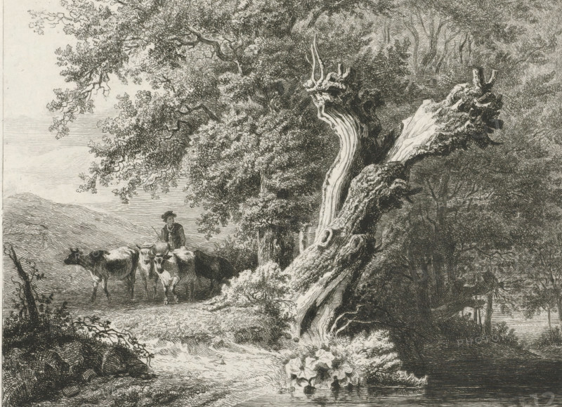 Landscape with bare tree and shepherd, print, Left a shepherd with cows, right a bare tree by the water., printmaker: Constantinus Cornelis Huysmans, Breda, Paris, 1820 - 1886, paper, chine collé, etching, etching on chine collé, height 178 mm x width 230 mm, herding, herdsman, herdswoman, shepherd, shepherdess, cowherd, trees, water course, A detailed black and white etching of a wooded riverside scene showing a large, twisted fallen tree trunk in the foreground with exposed roots and textured bark, dense foliage and branches overhead, a cluster of broad-leaved plants at the water's edge, a calm stretch of water reflecting the shore, and a figure wearing a hat standing among several cows near a gently sloping bank with distant low hills visible in the background.