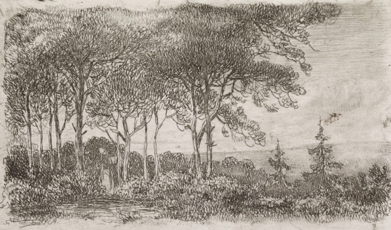 Woman by a row of trees, print, A wooded landscape with a woman with a basket on her back in the foreground on the left., printmaker: Jacob Jan van der Maaten, Netherlands, 1830 - 1879, paper, chine collé, etching, etching on chine collé, proof print, height 51 mm x width 86 mm, trees, forest, wood (landscape with figures, staffage), A monochrome sketch of a wooded landscape showing a cluster of tall, slender trees with dense, textured foliage concentrated at their tops, a few isolated coniferous trees to the right, and layered undergrowth of shrubs and grasses at the base; the sky is lightly shaded with horizontal pencil strokes, and the ground in the foreground includes textured patches and a suggestion of a small water or reflective surface.
