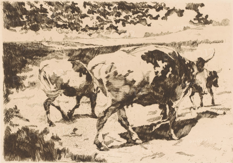 Cattle in the meadow, print, printmaker: Adolf Eduard Herstein (signed by artist), 1879 - 1932, paper, etching, drypoint, intaglio printmaking technique, height 172 mm x width 244 mm, bovine cattle, A monochrome pen-and-ink style drawing of grazing cattle in a field, showing close-up views of two large cows with spotted patterns and visible horns, one turned slightly away and another facing more toward the viewer, with textured shading on their bodies and legs, a third cow partially visible behind them, a wide open landscape in the background with low hills on the horizon and a sky filled with dense, crosshatched clouds, and rough ground strokes and grass textures under and around the animals.