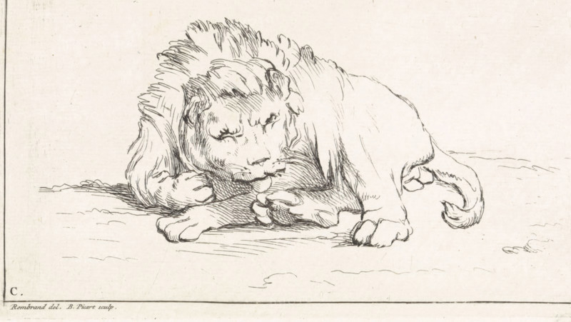 Lying lion, Receuïl de Lions, print, book illustration, A lion lies on the grass. He seems to be sleeping. Marked lower left: C. Numbered lower right: 1., printmaker: Bernard Picart, Amsterdam, after drawing by Rembrandt van Rijn, 1729, paper, etching, height 121 mm x width 174 mm, Print also used as an illustration in: Recueil de lions, dessinez d'après nature par divers maitres. Amsterdam: Bernard Picart, 1729., beasts of prey, predatory animals: lion, A pen-and-ink drawing of a lion lying on the ground with its head lowered and resting on one forepaw, showing a mane of short, swept-back hairs and a contemplative facial expression, with detailed linework indicating fur texture, visible claws on the paws, a curved tail tucked near the hindquarters, and simple ground lines beneath the animal.