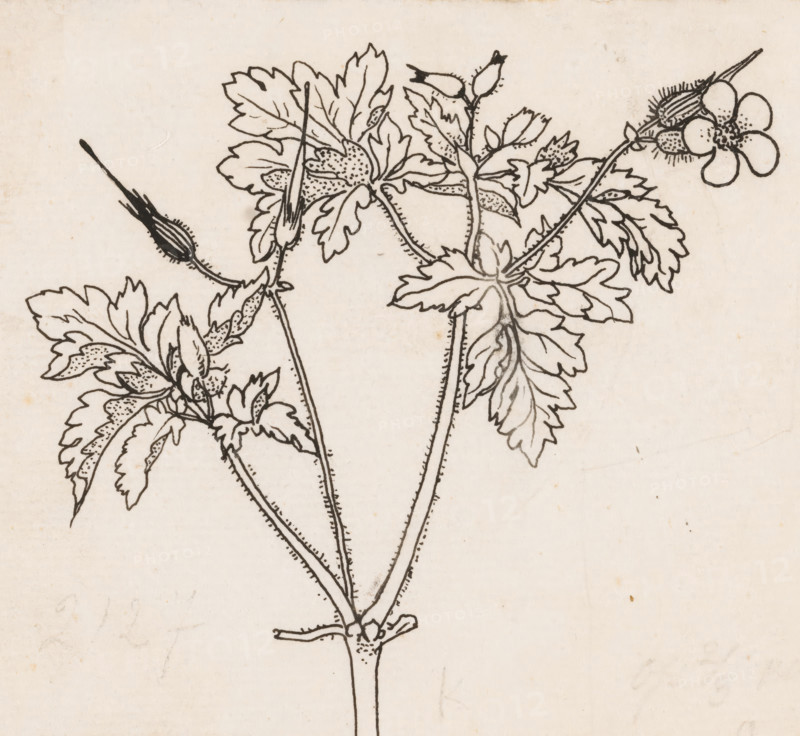Stork's bill, drawing, book illustration (design), :, draftsman (artist): Willem Wenckebach, in or before 1893, Willem Wenckebach, draftsman (artist), materials by function, paper, ink, pencil, pen, pen in black over pencil, height 118 mm x width 138 mm, Design for: Knappert, Emilie C. Insights into the plant world. Loman & Funke: Amsterdam, 1893., plants (in general), A black ink line drawing of a flowering plant on an off-white, slightly textured background, showing slender stems with small dotted details, lobed leaves with serrated edges and stippled interior shading, elongated buds with fine hairlike marks, and a single five-petaled flower with a textured center.