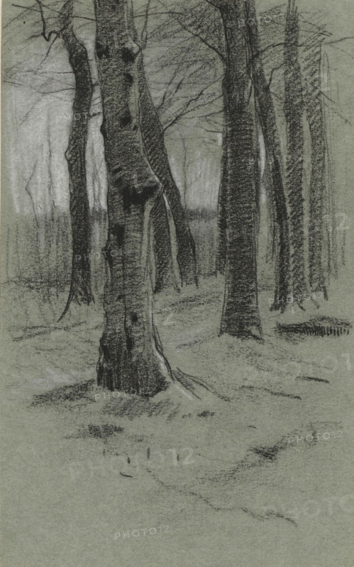 Group of trees, drawing, draftsman (artist): Willem Witsen, 1870 - 1923, draftsman (artist), inorganic material, paper, chalk, height 208 mm x width 128 mm, forest, wood, A charcoal or pencil drawing of a group of tall tree trunks in a forest, with textured bark and visible knots, some trunks leaning slightly and others standing upright, faint overlapping branches and thin twigs extending into the upper area, soft shaded ground with subtle lines indicating undergrowth and roots, a misty or softly shaded background with more distant trunks rendered faintly, and overall tonal contrast between dark trunks and a lighter textured backdrop.