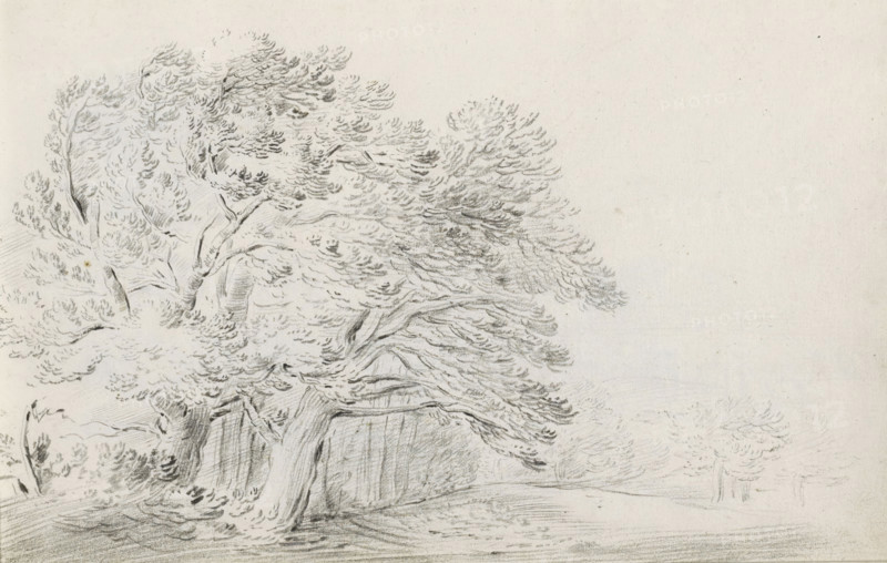 Landscape with group of trees, sketchbook page, Page 14 recto from a sketchbook with 39 pages., draftsman (artist): Pieter Moninckx, 1645 - 1646, draftsman (artist), inorganic material, paper, chalk, black chalk, height 201 mm x width 315 mm, groups of trees, A pencil drawing of large, leafy trees with textured trunks and sweeping branches occupying the left and center, detailed foliage rendered with short, curved strokes, a grassy ground beneath with subtle contour lines, and a mostly blank sky on the right with faint distant tree outlines.