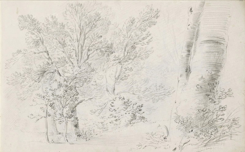 Forest landscape, sketchbook page, Page 34 recto from a sketchbook with 39 pages., draftsman (artist): Pieter Moninckx, 1645 - 1646, draftsman (artist), inorganic material, paper, chalk, black chalk, height 201 mm x width 315 mm, forest, wood, A pencil drawing of a landscape showing several trees with detailed foliage and textured trunks, a large tree trunk dominating the right edge with bark lines and knots, clusters of leaves rendered with short curved strokes, thinner trunks and branches rising and spreading toward the top, scattered undergrowth and grasses near the base, shaded areas indicating depth and a lightly sketched ground plane.