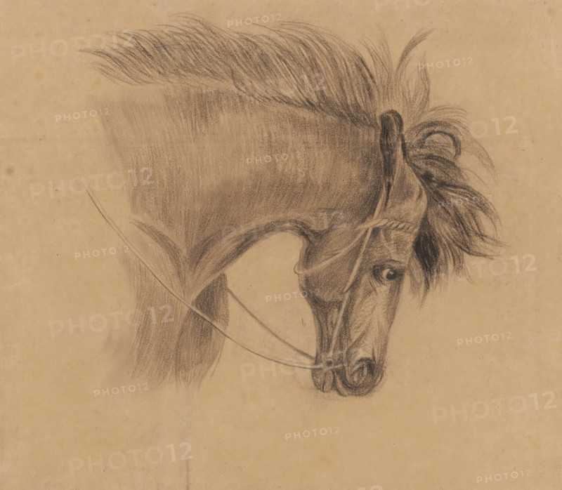 Head of a horse, facing right, drawing, draftsman (artist): Johannes Tavenraat, 1819 - 1881, draftsman (artist), inorganic material, paper, pencil, chalk, pencil and black chalk on brown paper, height 197 mm x width 267 mm, horse, A charcoal drawing of a horse's head and neck on tan paper showing a long mane swept back, a prominent ear, an eye with surrounding shading, a bridle with reins, and detailed shading around the muzzle and nostrils.