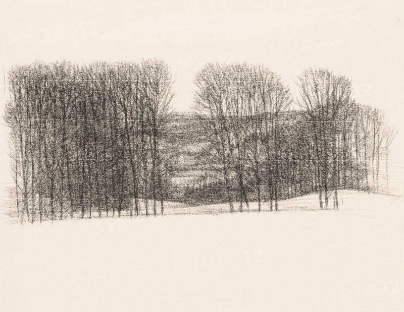 Trees in rolling landscape, drawing, draftsman (artist): Kees Stoop, 1939 - 2009, draftsman (artist), coal, organic material, paper, charcoal stick, height 269 mm x width 280 mm, groups of trees, A wide horizontal charcoal drawing of a sparse grove of tall, thin trees with bare branches concentrated across the upper middle of the page, rendered in dense vertical and textured strokes that create darker masses on the left and center and slightly lighter groupings on the right, with a pale, mostly empty background and an expanse of blank space below.
