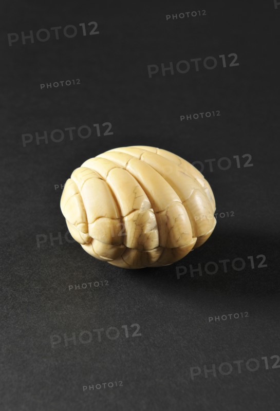 Ivoire de Dieppe : coquille