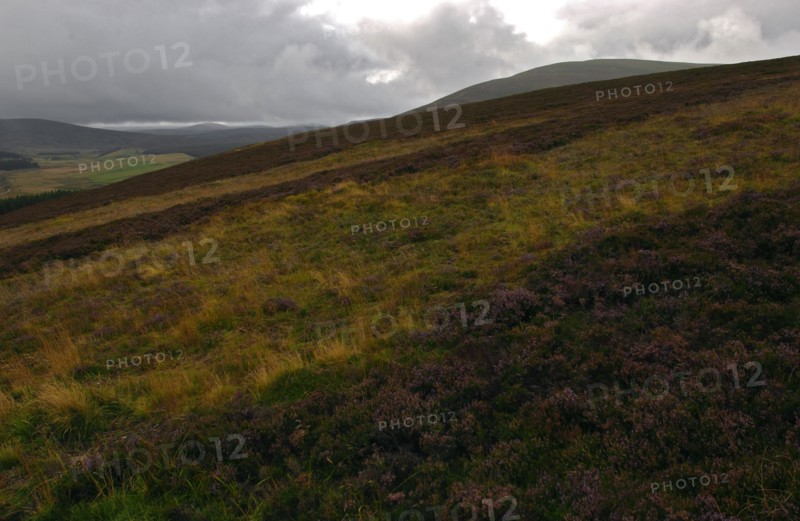 SCOTLAND