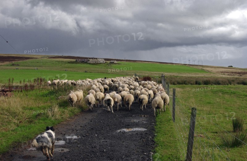 ECOSSE