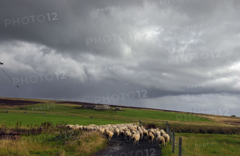 SCOTLAND