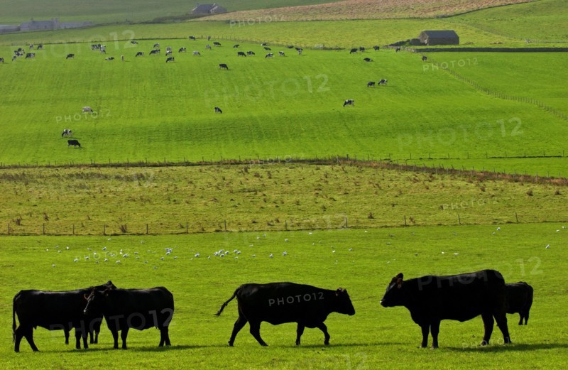ECOSSE