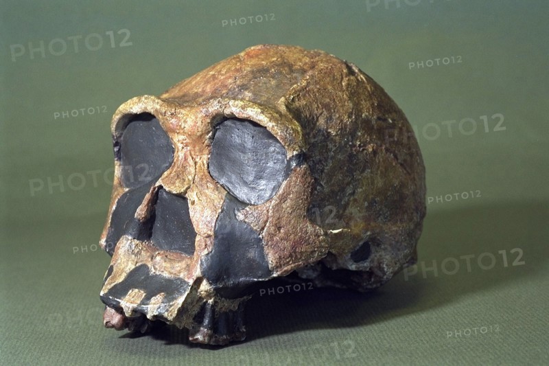 Skull Of Homo Erectus