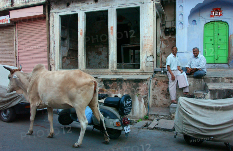 India Jaipur Society