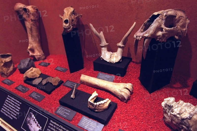 FRANCE PREHISTOIRE // FRANCE PREHISTORY