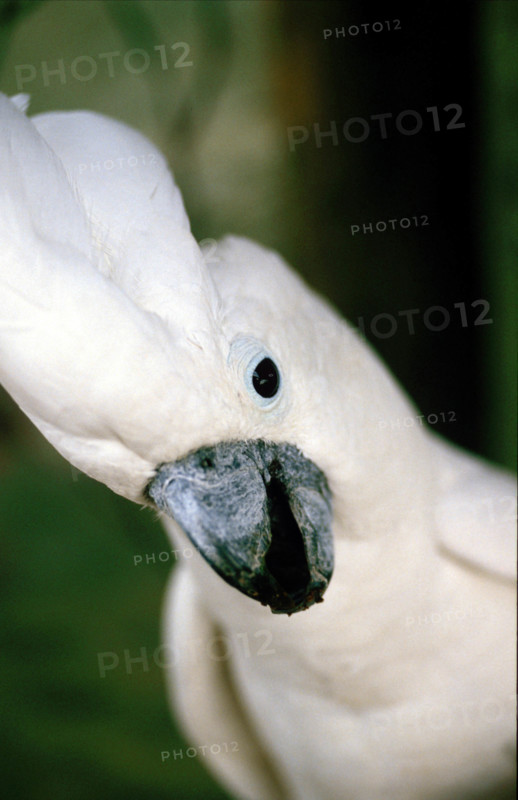 THAILANDE ANIMAUX ALBINOS