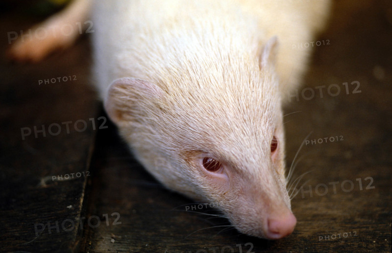 Thailand - Albino Animals