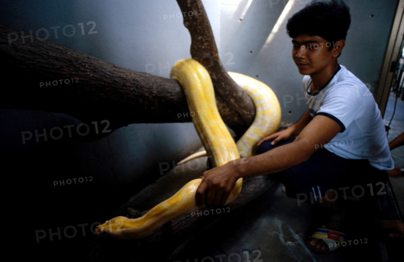 THAILANDE ANIMAUX ALBINOS
