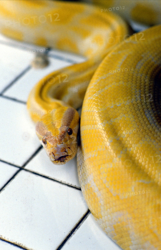 THAILANDE ANIMAUX ALBINOS