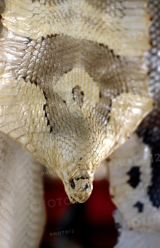 THAILANDE ANIMAUX ALBINOS