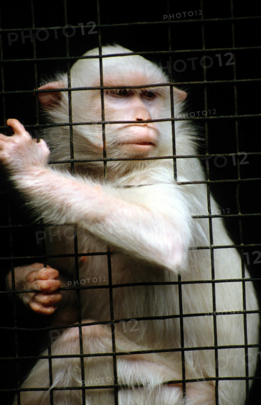 THAILANDE ANIMAUX ALBINOS