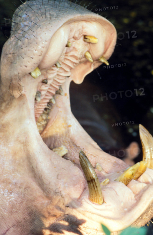 THAILANDE ANIMAUX ALBINOS