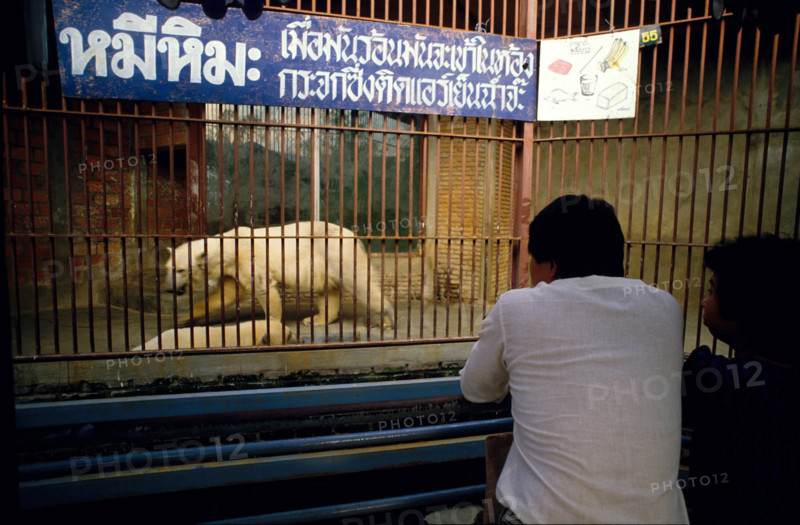 Thailand - Albino Animals