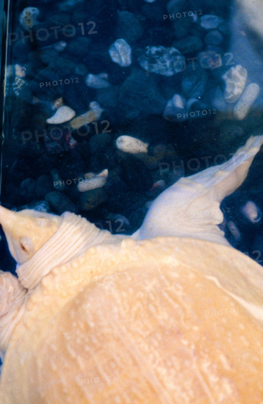 THAILANDE ANIMAUX ALBINOS