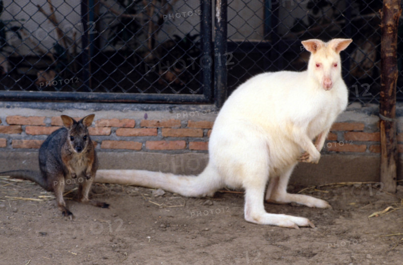 Thailand - Albino Animals