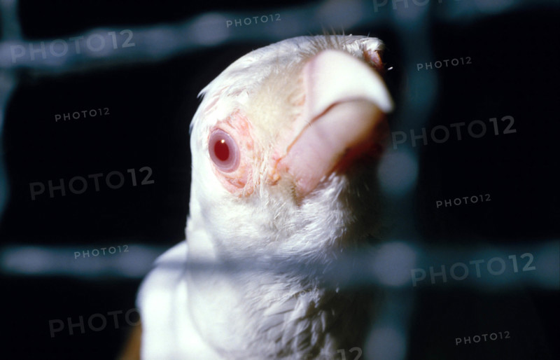 THAILANDE ANIMAUX ALBINOS