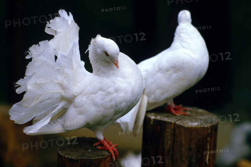THAILANDE ANIMAUX ALBINOS