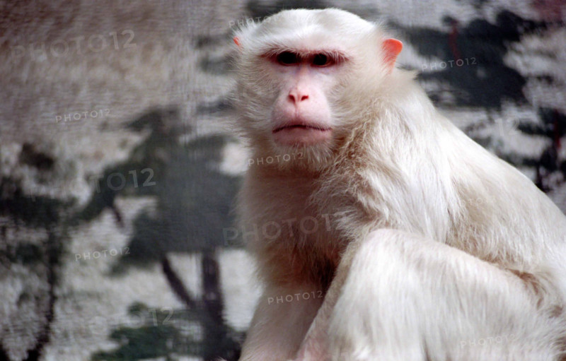 THAILANDE ANIMAUX ALBINOS