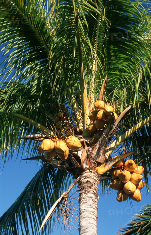 ILE MAURICE - TOURISME