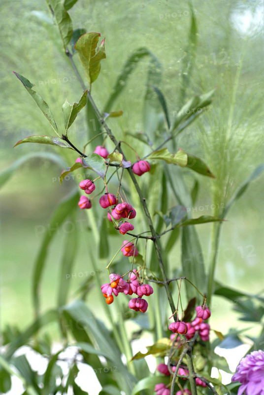 Repas forestier : fleurs d'automne