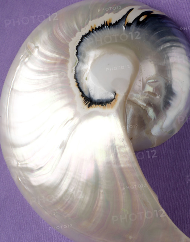 Dîner glamour "Esprit couture" : coquillage en nacre