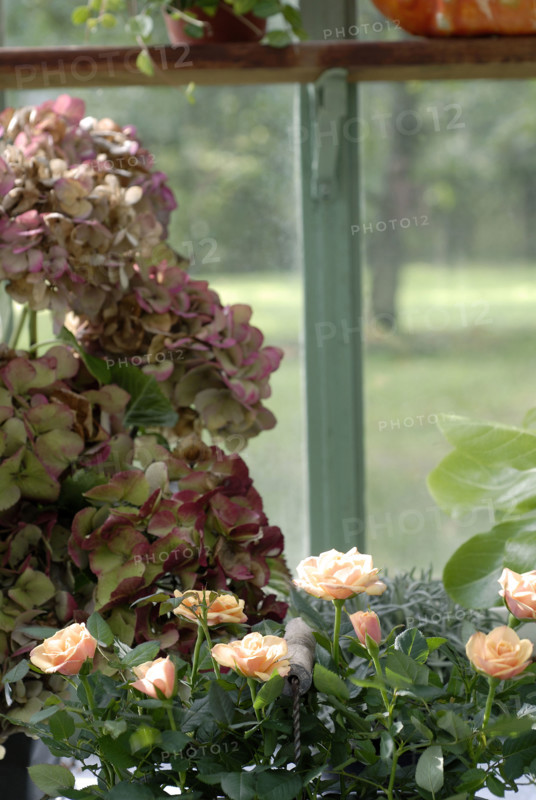 Meal on a forest theme: flowers and hydrangeas