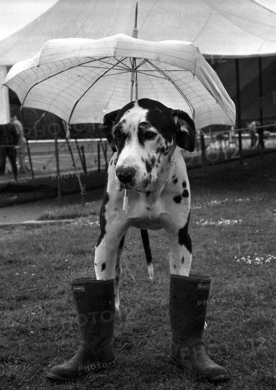 Dogue Danois