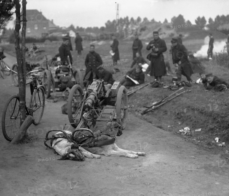 Chiens militaires belges, en 1914