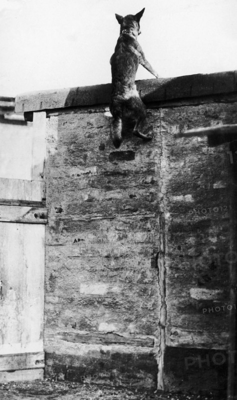 Chien de la Croix Rouge, 1915