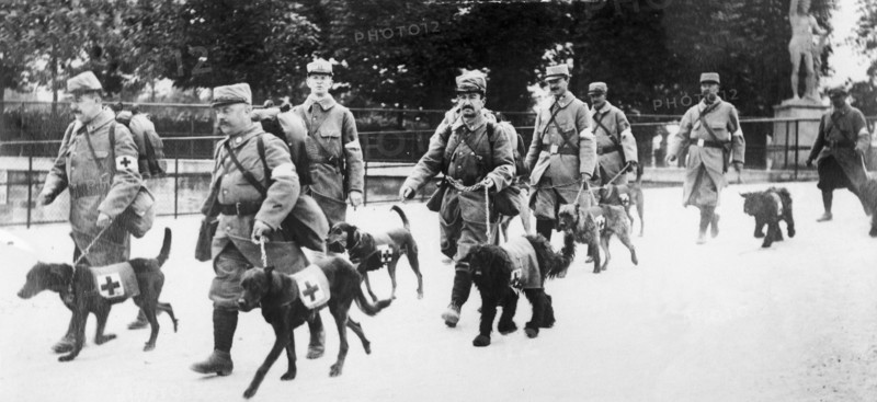 Chiens de la Croix Rouge, 1915