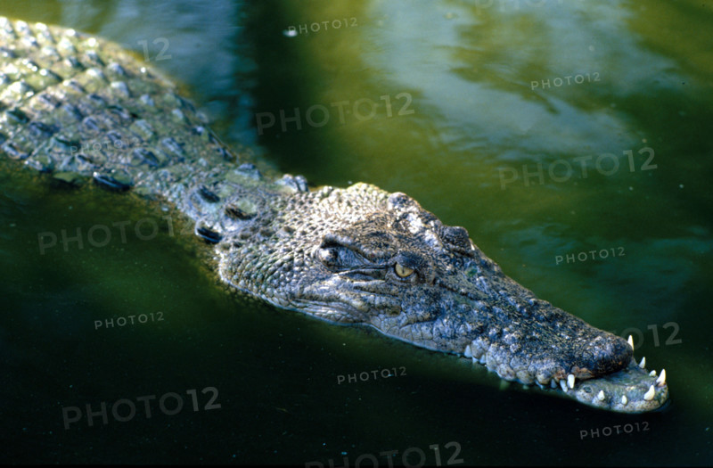 THAILANDE FAUNE SAUVAGE